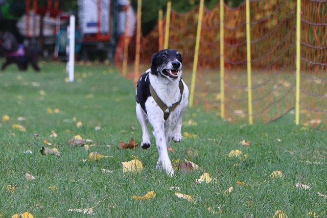 Herbstfest 2019